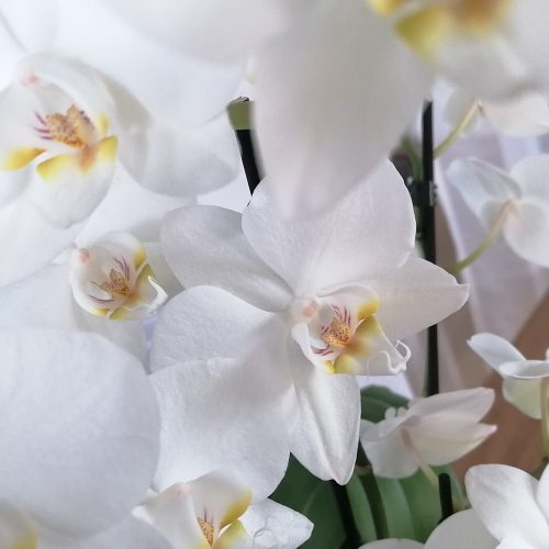 Floristik-Orchidee-weiss_02